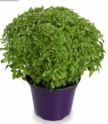Basilico greco a palla