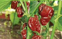 Habanero chocolate
