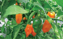 Habanero orange