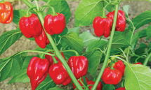 Habanero rosso