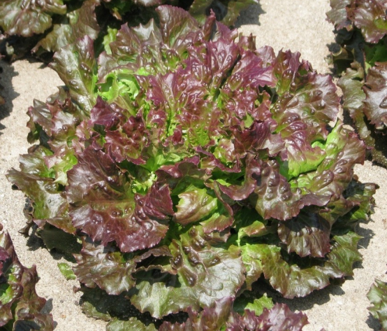 Capora