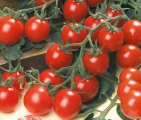 Pomodoro grappolino