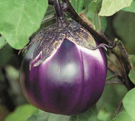 Melanzana viola