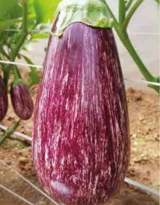 Melanzana striata