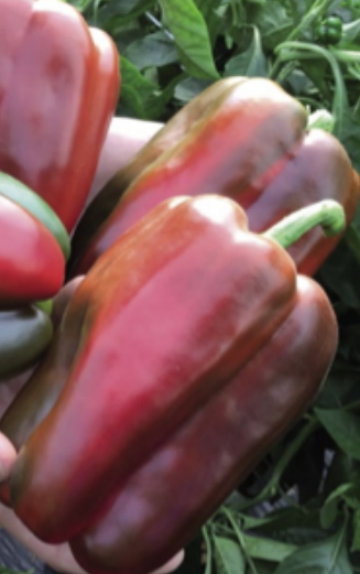 Peperone rosso
