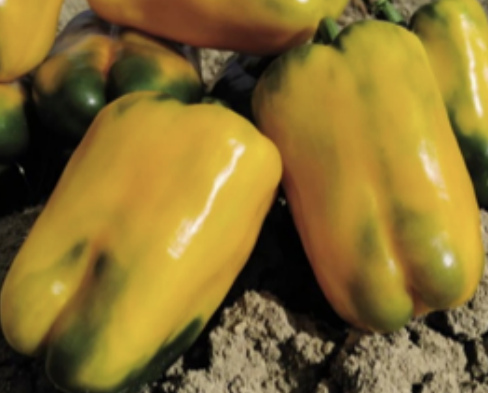 Peperone giallo