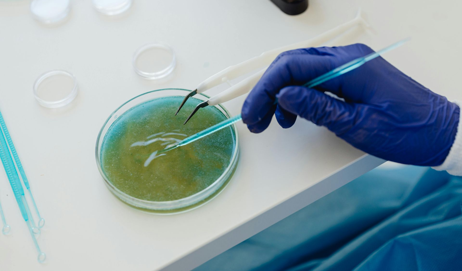 petrie dish with tweezers and a blue gloves hand