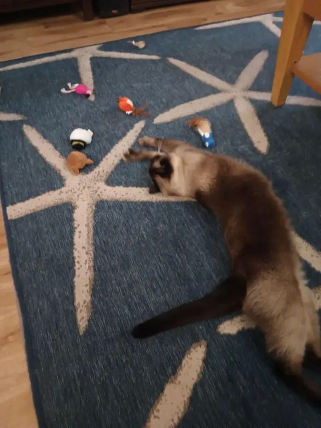 This cat had a well-loved personality with a special touch of toy playing. 