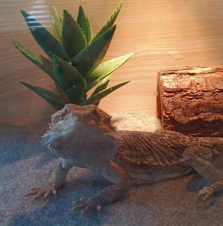 Costa Mesa Bearded Dragon is well cared for and loved by its humans.