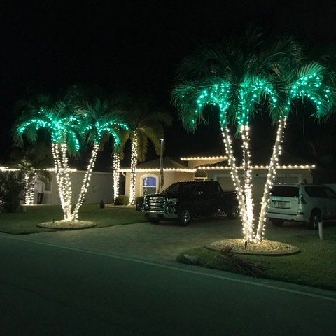 christmas lights on palm trees