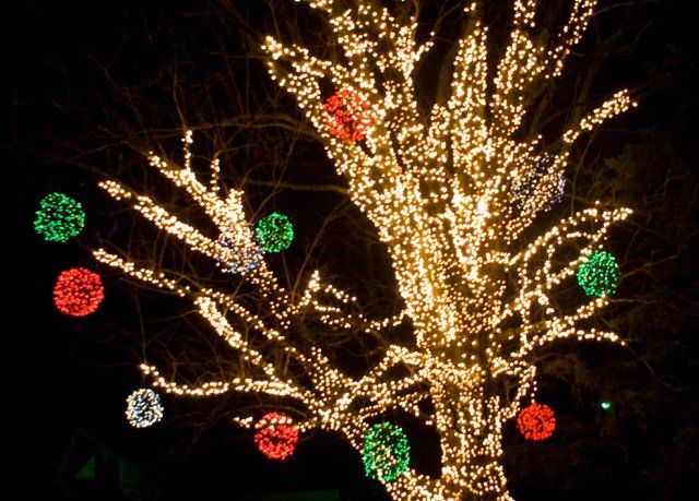 christmas lights in a tree