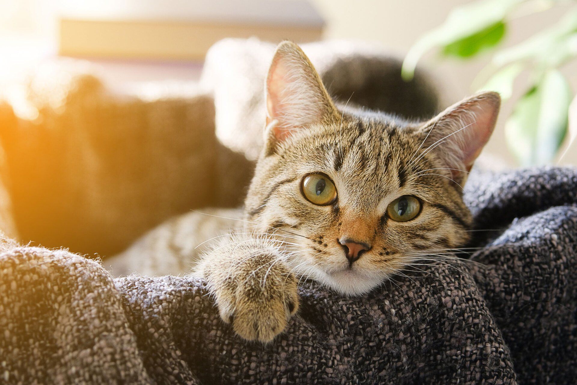 Cat Looking — Staten Island, NY — Victory Veterinary Practice