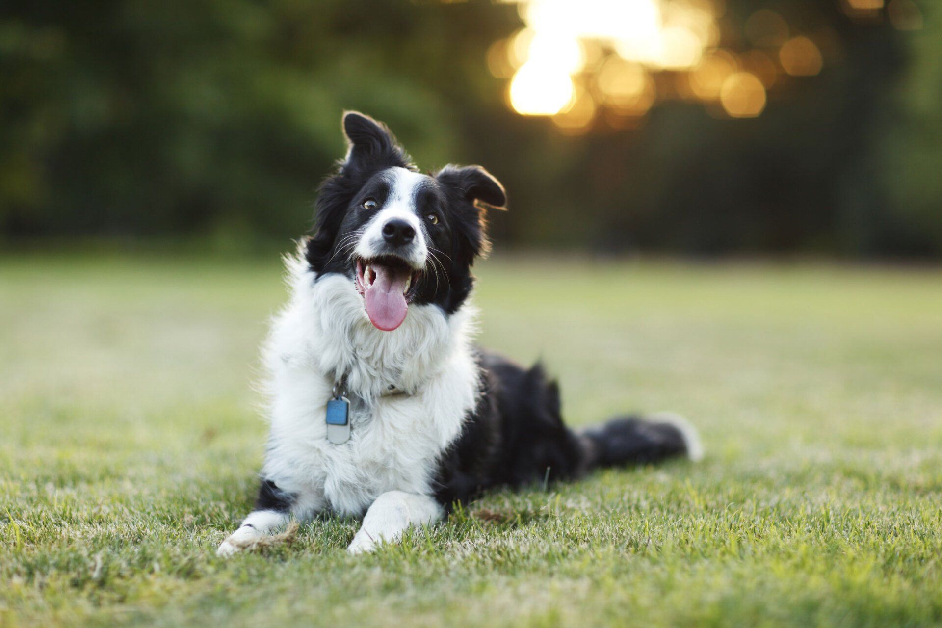 Happy Dog — Staten Island, NY — Victory Veterinary Practice