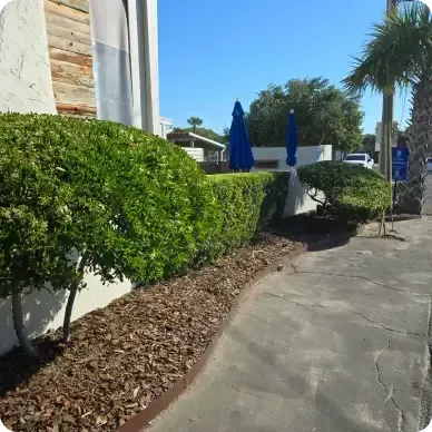 Green hedges line a sidewalk, bordered by brown mulch. Blue umbrellas and a palm tree are in the background.