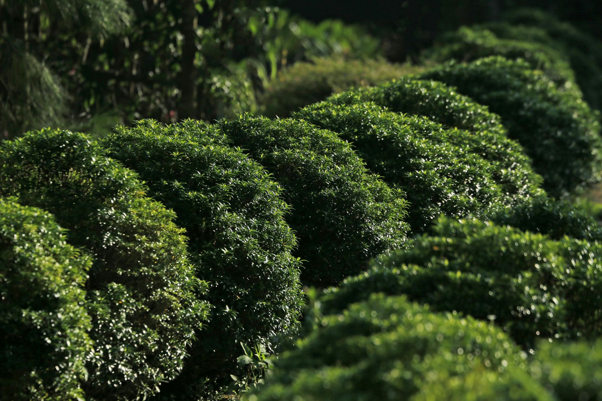 Sunlit rows of neatly trimmed green tea bushes in a lush plantation