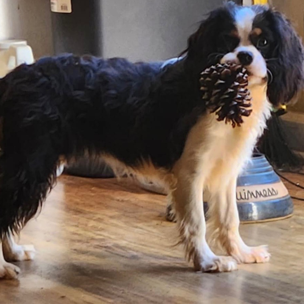 Cavalier King Charles Spaniel Breeders in Lavonia, Georgia