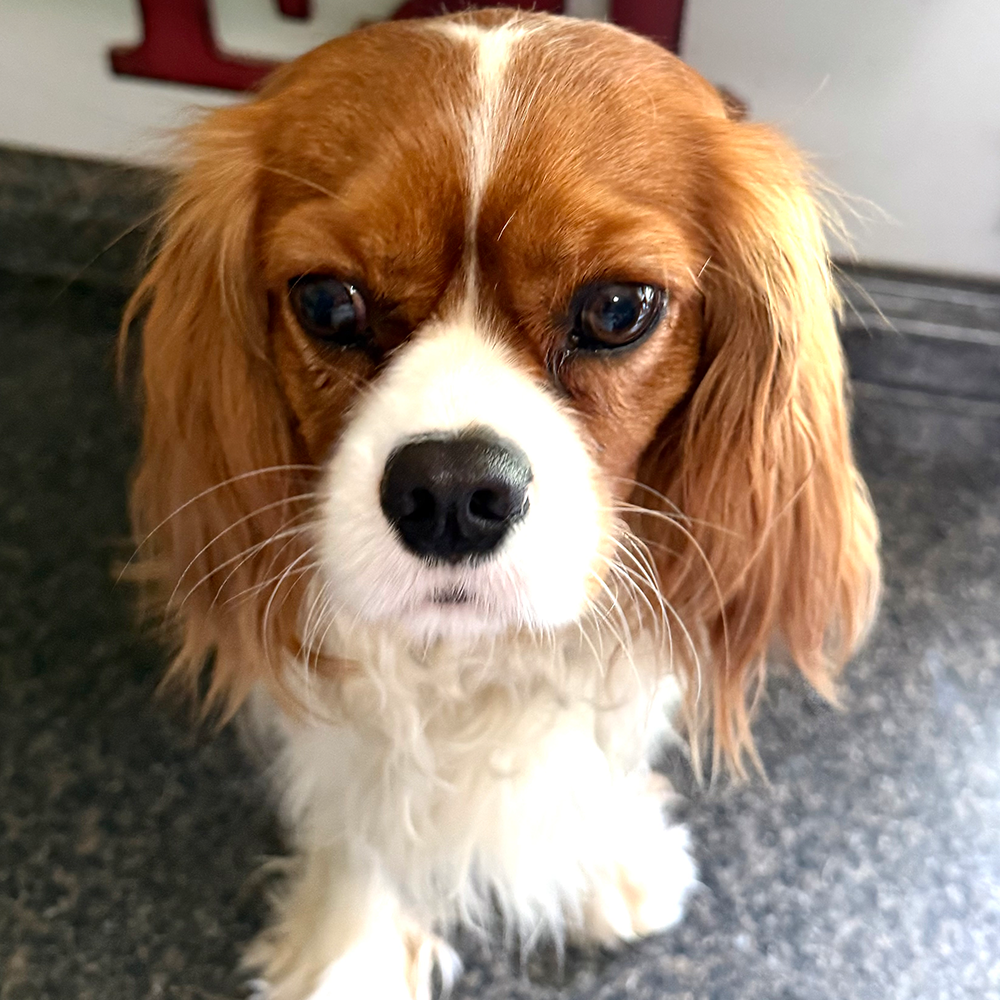 Cavalier King Charles Spaniel Breeders in Lavonia, Georgia
