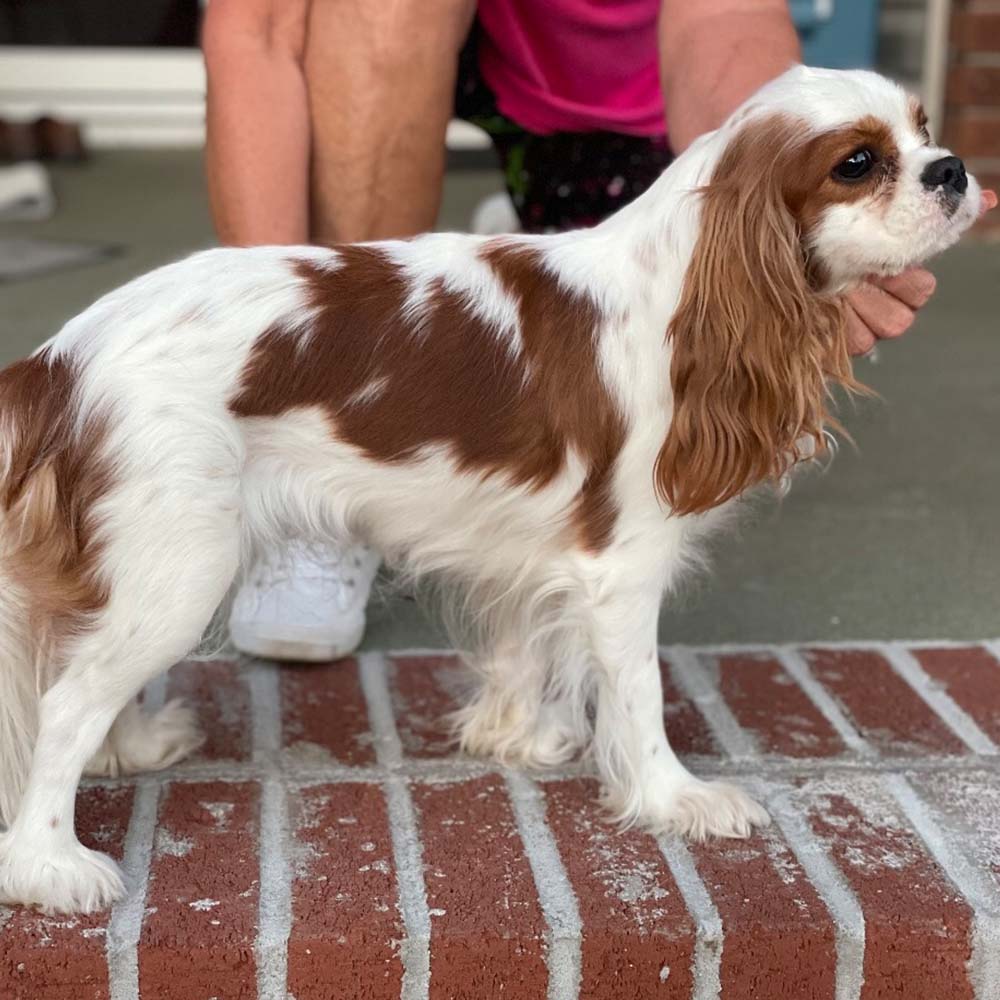 Cavalier King Charles Spaniel Breeders in Lavonia, Georgia