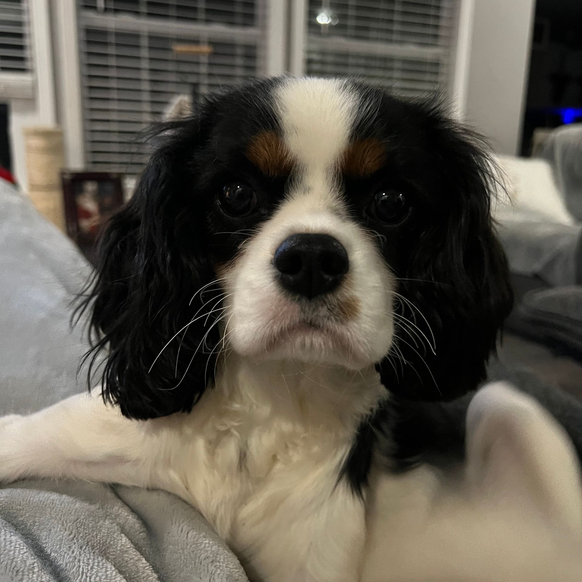 Cavalier King Charles Spaniel Breeders in Lavonia, Georgia