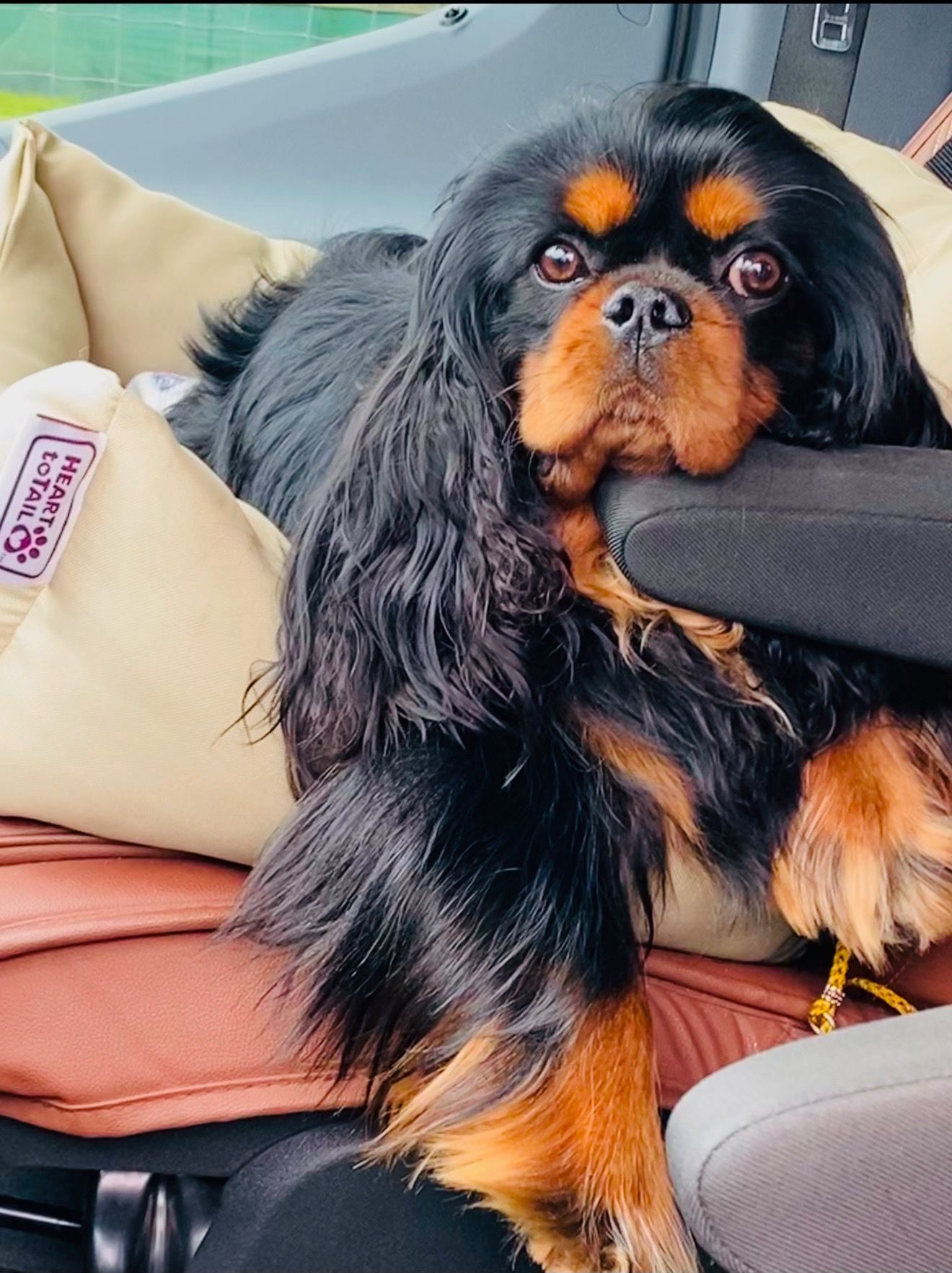 Cavalier King Charles Spaniel Breeders in Lavonia, Georgia