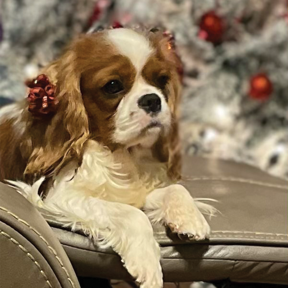 Cavalier King Charles Spaniel Breeders in Lavonia, Georgia