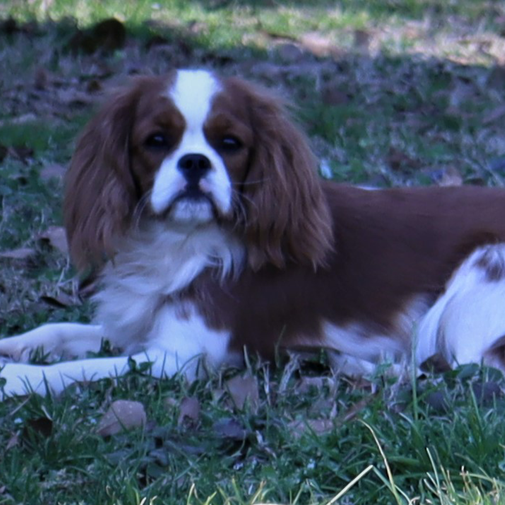Cavalier King Charles Spaniel Breeders in Lavonia, Georgia
