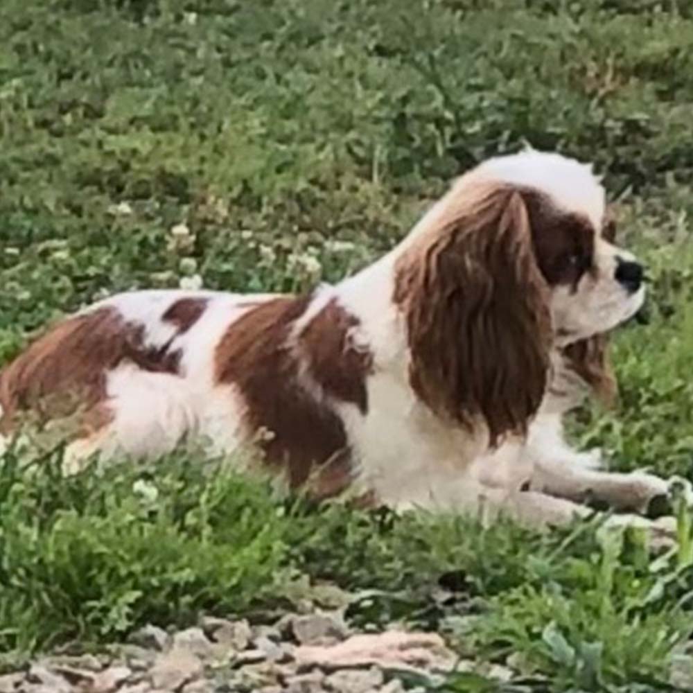 Cavalier King Charles Spaniel Breeders in Lavonia, Georgia