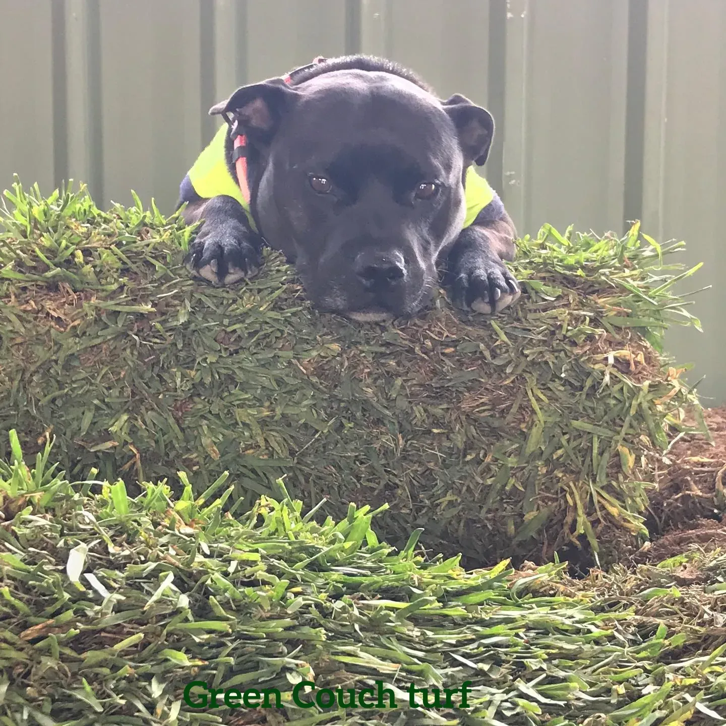Green Couch Turf