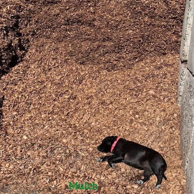 Mulch