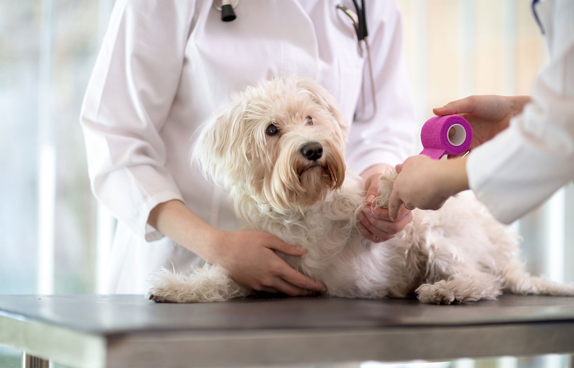 Pet Cremations & Vaccinations at our Veterinary Hospital San Angelo, TX