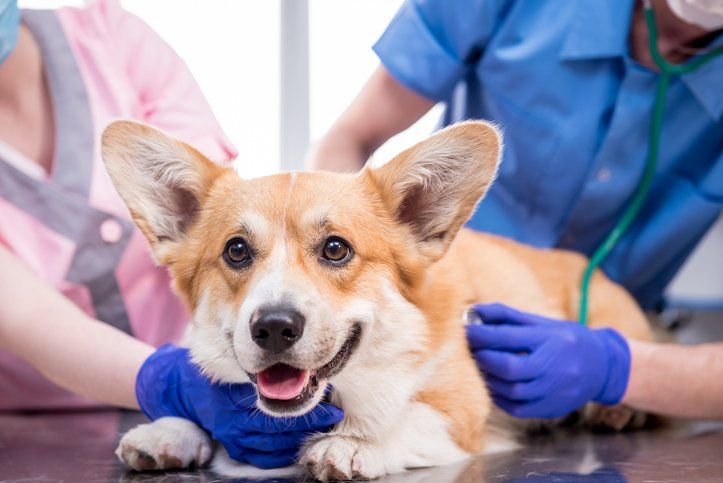 Importance of Spaying & Neutering | Veterinary Clinic | San Angelo, TX