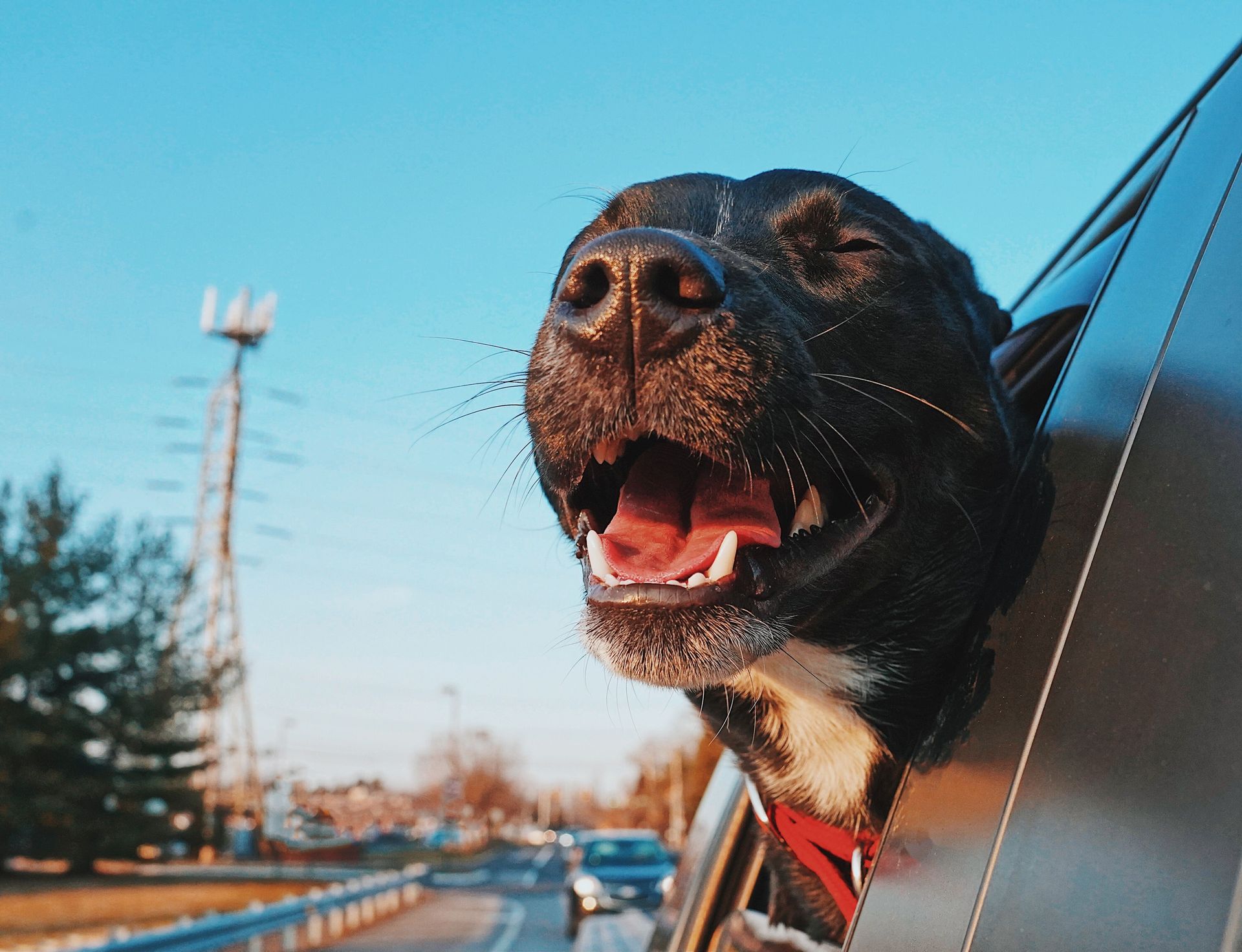 Happy Dog Sticking Head Out Car Window