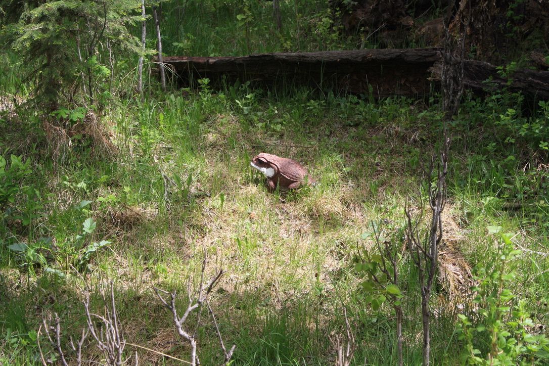 A beaver is laying in the grass in the woods.