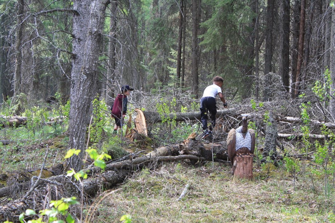 A group of people are walking through a forest.