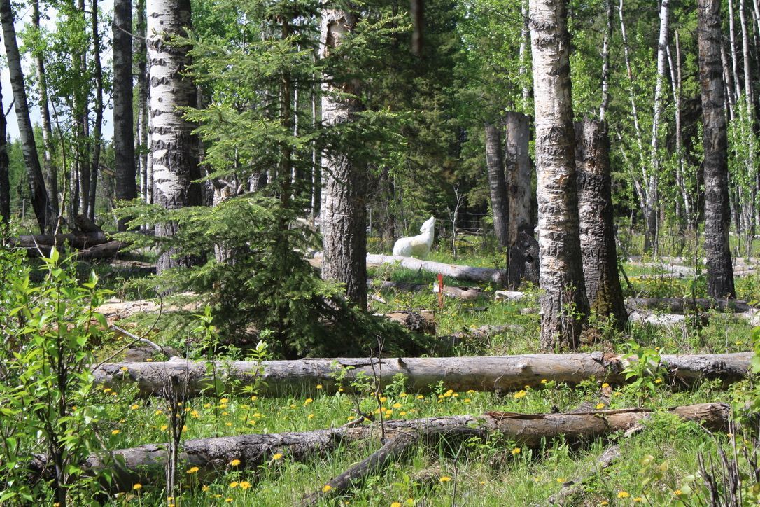 A white dog is standing in the middle of a forest.