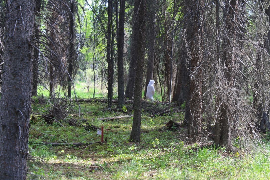 A person is standing in the middle of a forest.