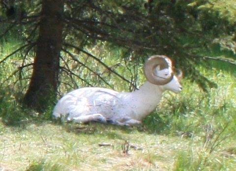 A white ram is laying in the grass under a tree