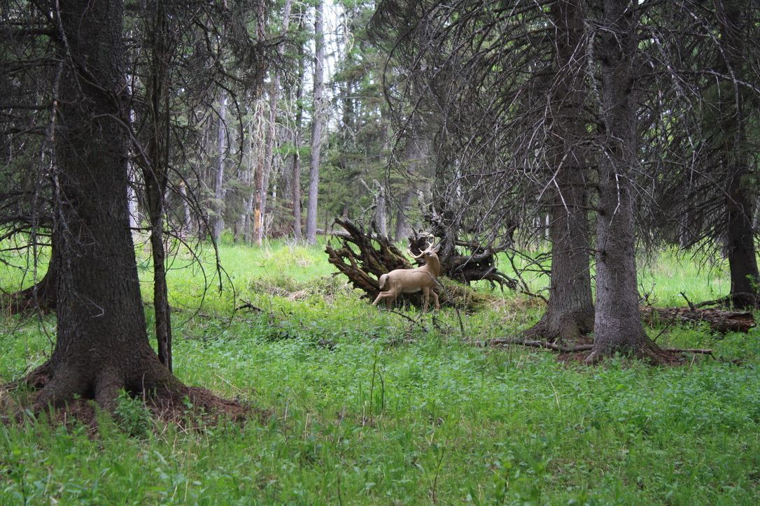 A deer is laying in the grass in the middle of a forest.