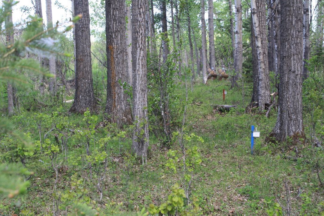 A dense forest with lots of trees and shrubs