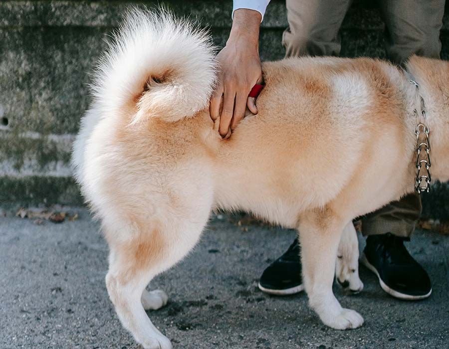 A person's hand pets the back of a large, fluffy, cream-colored dog with a curled tail.