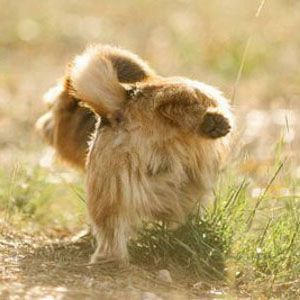 A small, fluffy, light-brown dog walking through a sunlit field of dry grass and greenery.