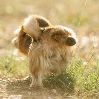 A small, fluffy, light-brown dog walking through a sunlit field of dry grass and greenery.