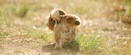 A small, fluffy, light-brown dog walking through a sunlit field of dry grass.