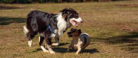 A black and white border collie playing with a smaller, tan and white Jack Russell terrier in a grassy park.