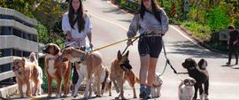 Two people walk a large group of dogs of various breeds on leashes along a paved path on a sunny day.
