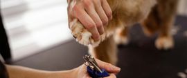 A close-up view of a person using professional nail clippers to trim a dog’s paw held in their hand.