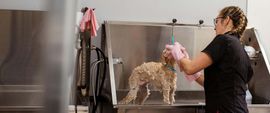 A professional groomer in a black shirt uses pink gloves to wash a soapy, light-colored dog in a stainless steel tub.