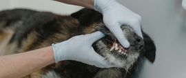 A veterinarian wearing gloves examines the mouth and teeth of a dark-furred dog lying on a table.