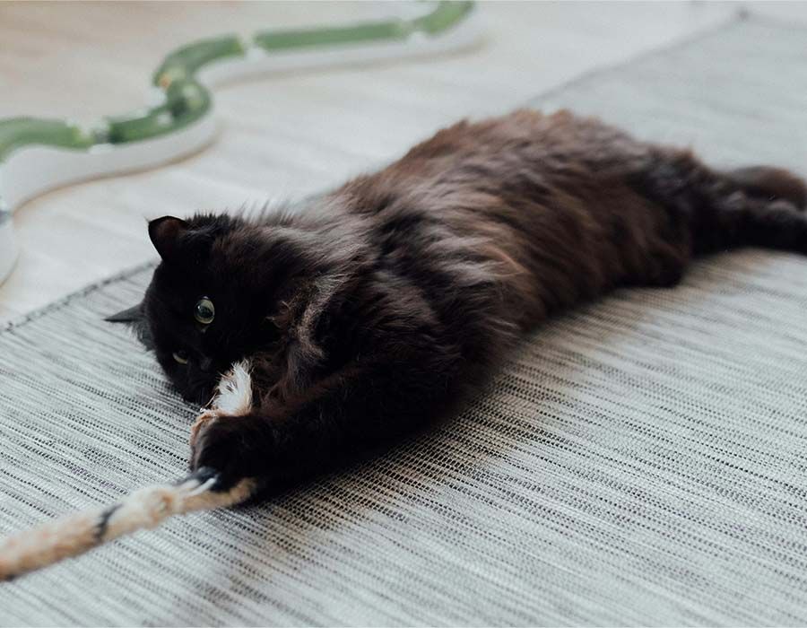 A fluffy black cat lying on a textured grey rug, playing with a light-colored rope toy.