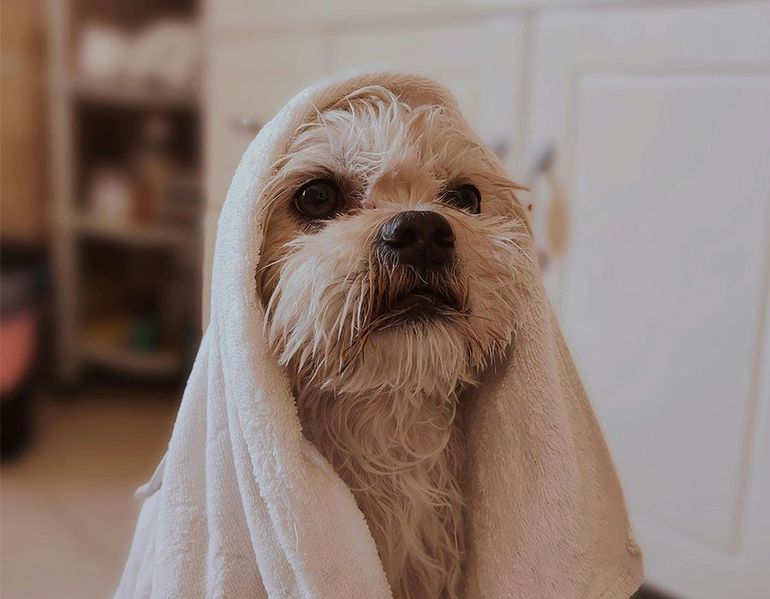 A groomer in gloves uses a metal comb to groom the head of a small, brown and black Yorkshire terrier on a table.